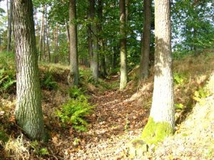 Altstraßenabschnitt im Bereich der ehemaligen schlesisch-polnischen Grenze zwischen Przydroże Ingersleben) und Pszczółkowo (Bienemühl) 