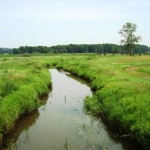 Das Flüsschen Swędrnia, östlich von Kalisz